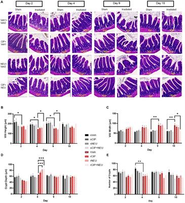 Effects of combined ciprofloxacin and Neulasta therapy on intestinal pathology and gut microbiota after high-dose irradiation in mice